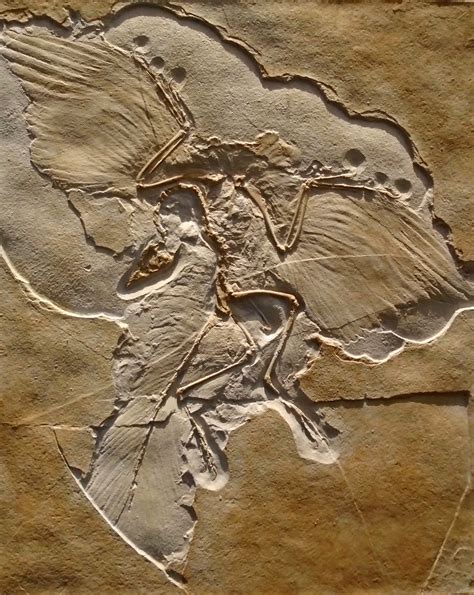 replica of archaeopteryx fossil